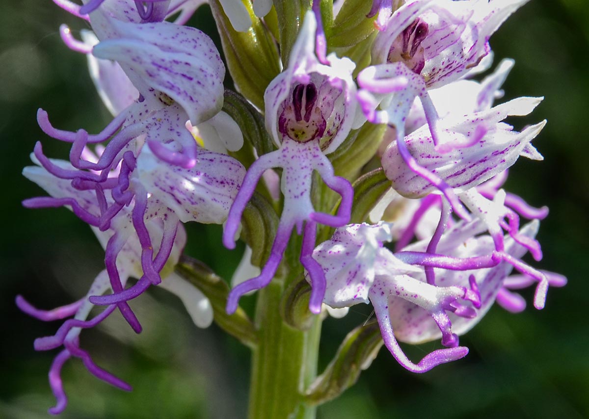 Orchis simia